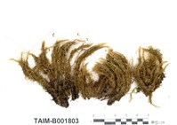 藏品(波葉曲尾苔)的圖片